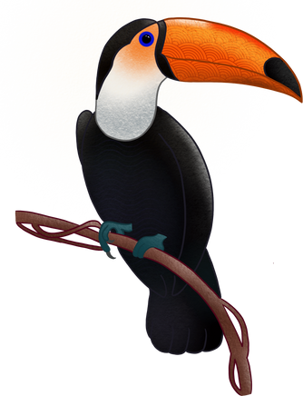 Toucan Bird Illustration